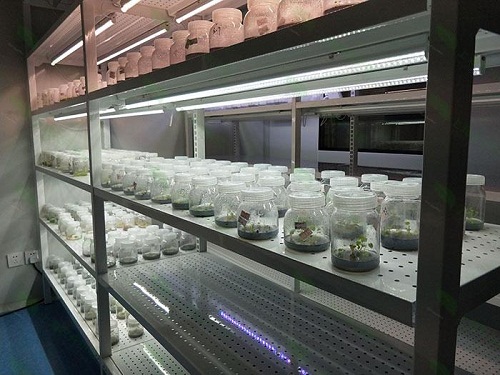 雁塔植物组织培养实验室设计建设方案